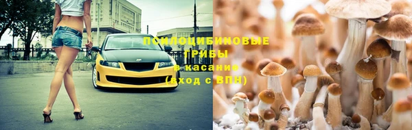 прущие грибы Михайлов