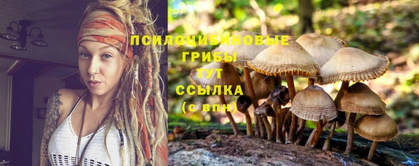 прущие грибы Михайлов
